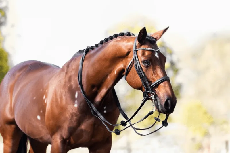 Cavalier Double Bridle