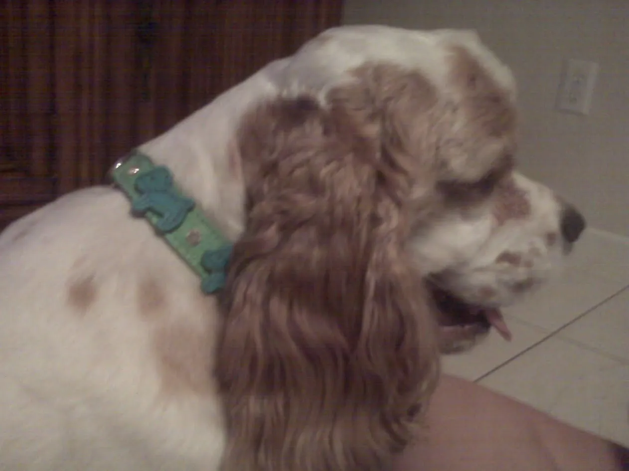 Malka Crystal Leather Dog Collar