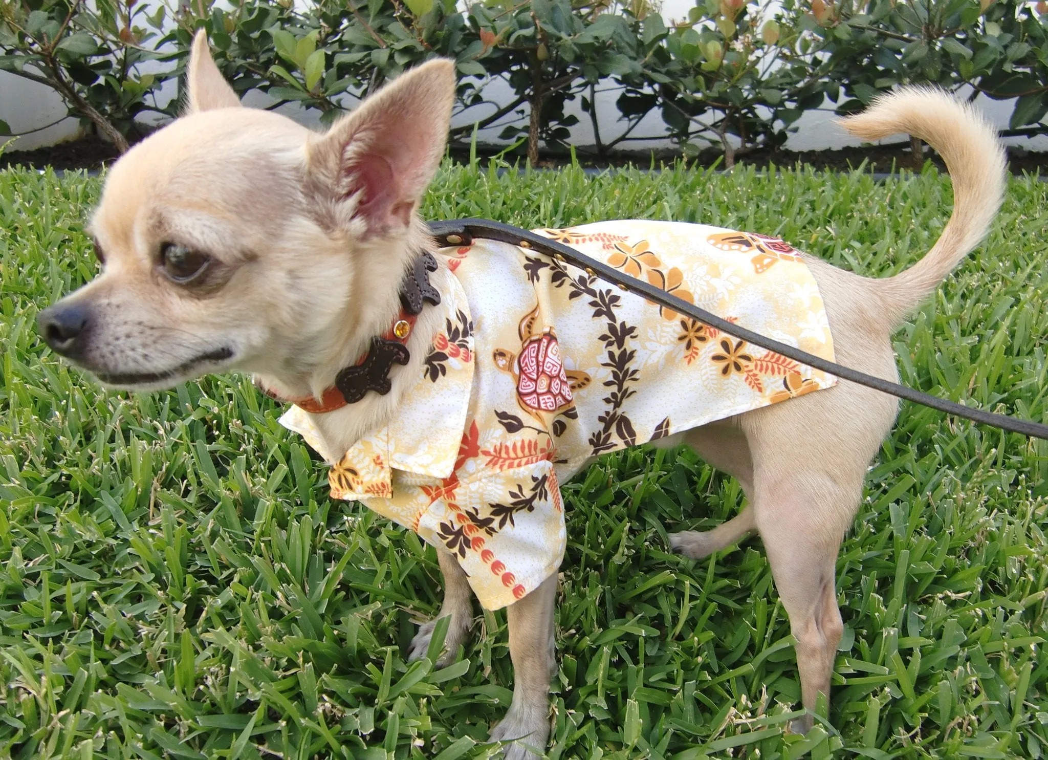 Malka Crystal Leather Dog Collar