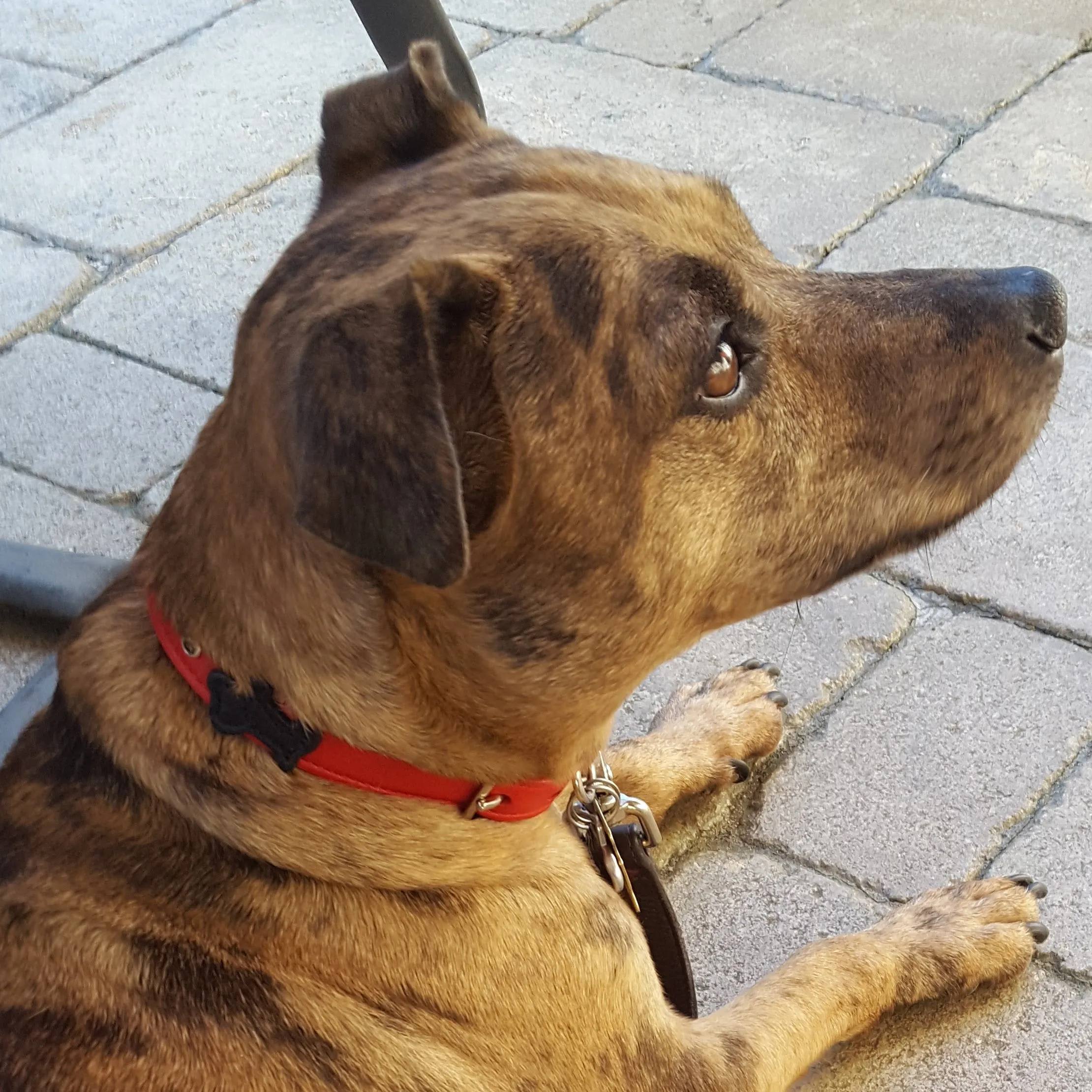 Malka Crystal Leather Dog Collar