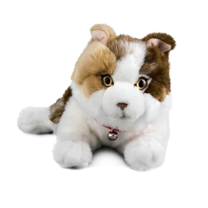 Scottish Fold Cat