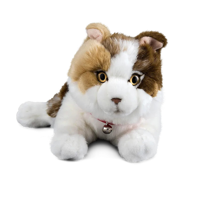 Scottish Fold Cat